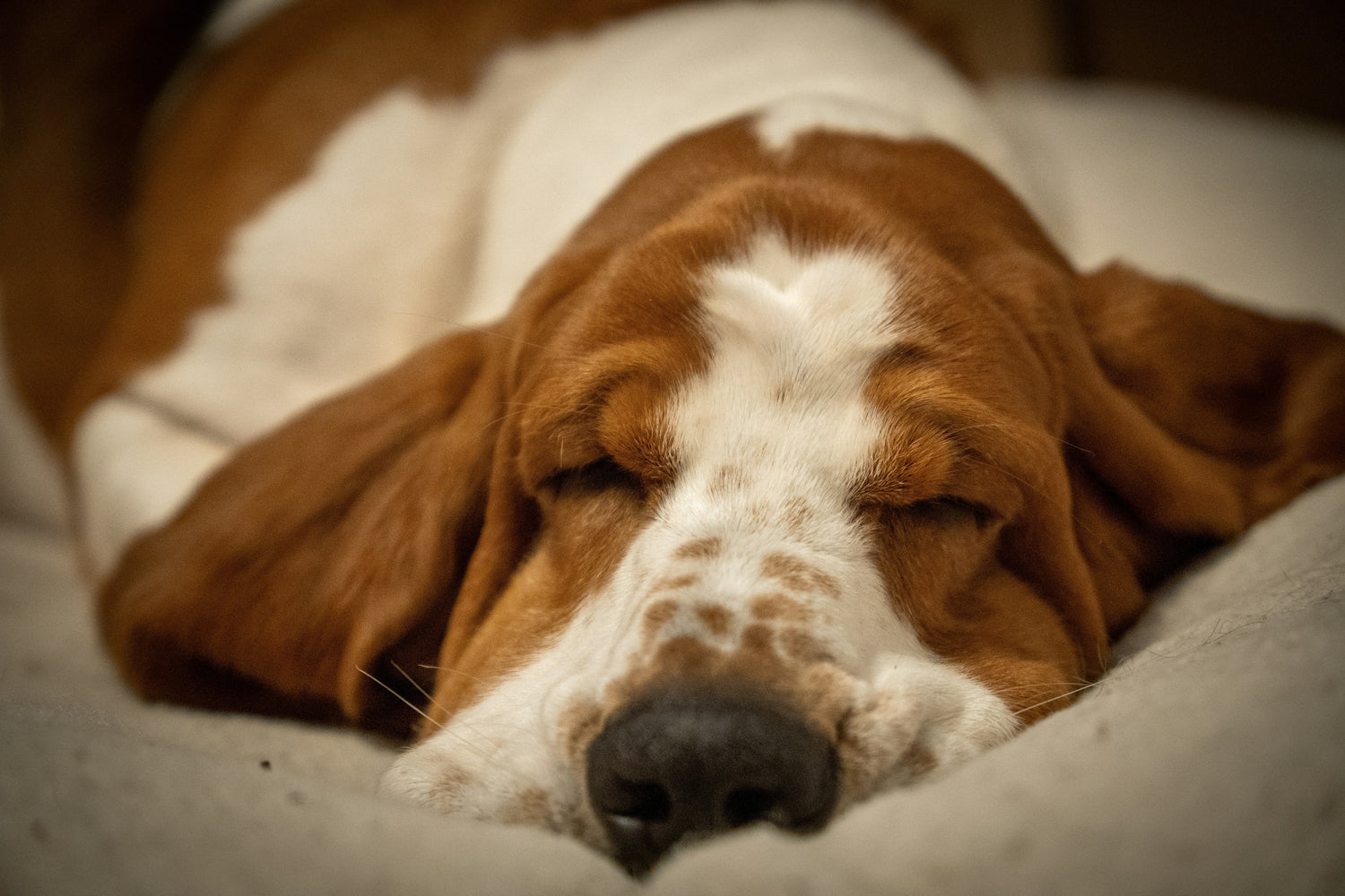 Dog Wellness