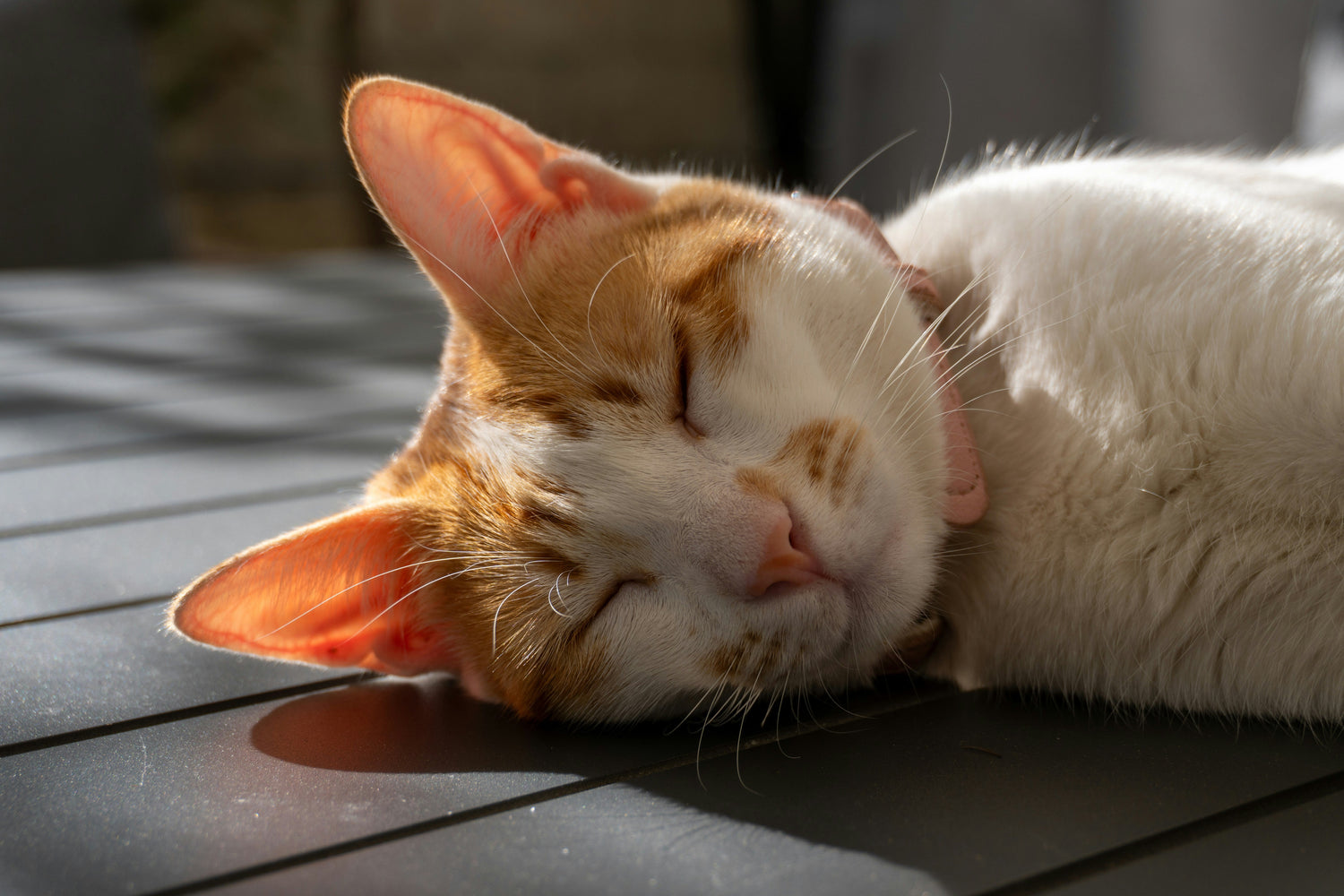 Cat Wellness
